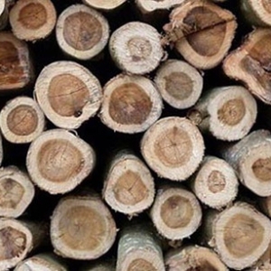 trung-quoc-o-at-thu-mua-go-cao-su-cua-viet-nam